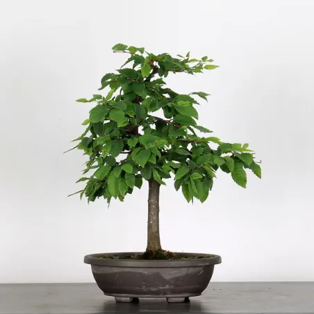 image supplémentaire - PREBONSAI HORNBEAM...