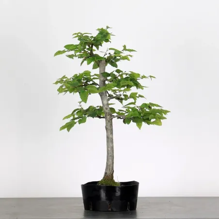 image supplémentaire - PREBONSAI HORNBEAM...