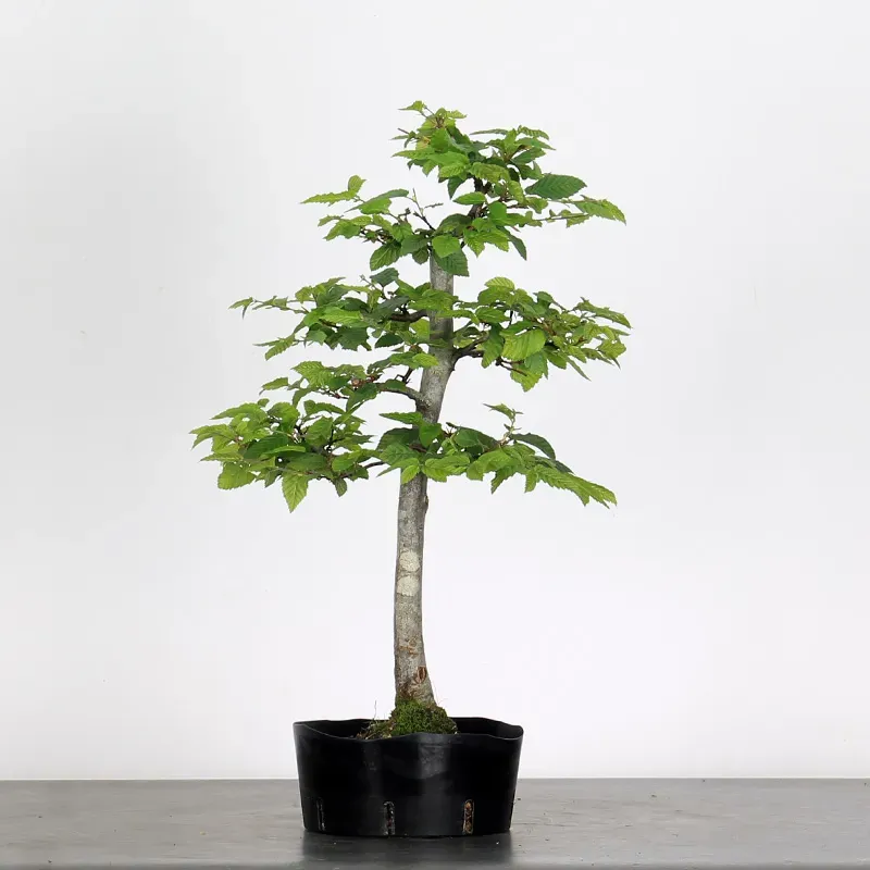 PREBONSAI CHARME "CARPINUS" n°6