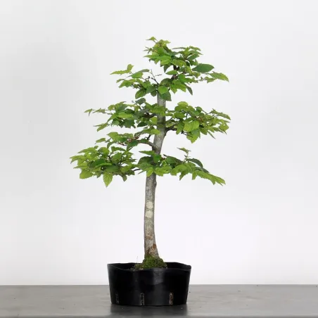 PREBONSAI HORNBEAM "CARPINUS" n°6