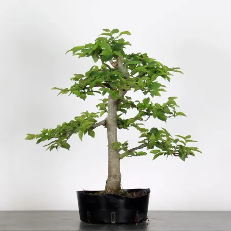 image supplémentaire - PREBONSAI CHARME "CARPINUS"...