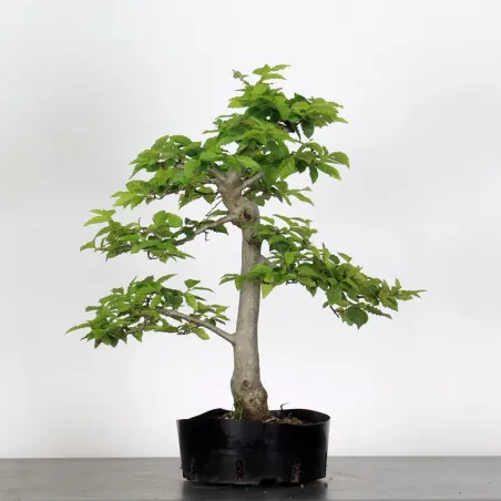 PREBONSAI CHARME "CARPINUS" N°7