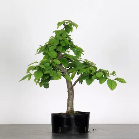 PREBONSAI HORNBEAM "CARPINUS" N°8