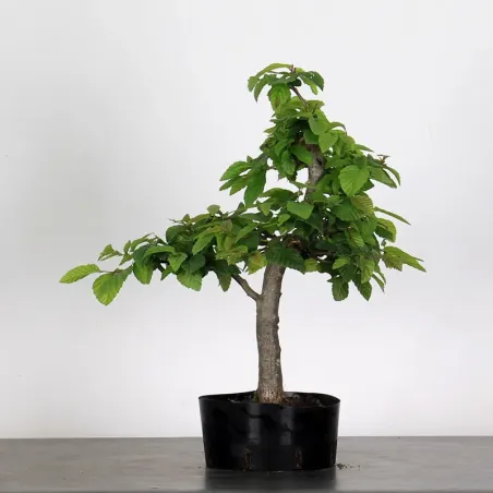 image supplémentaire - PREBONSAI HORNBEAM...