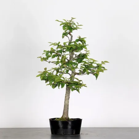 PREBONSAI HORNBEAM "CARPINUS" N°9