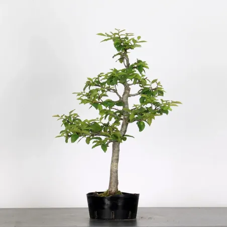 image supplémentaire - PREBONSAI HORNBEAM...
