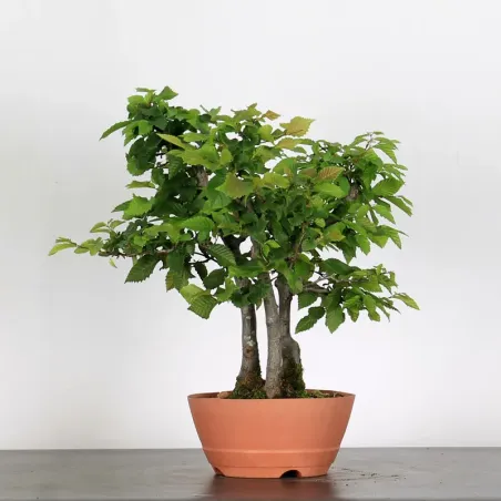 image supplémentaire - PREBONSAI FORÊT CHARME...