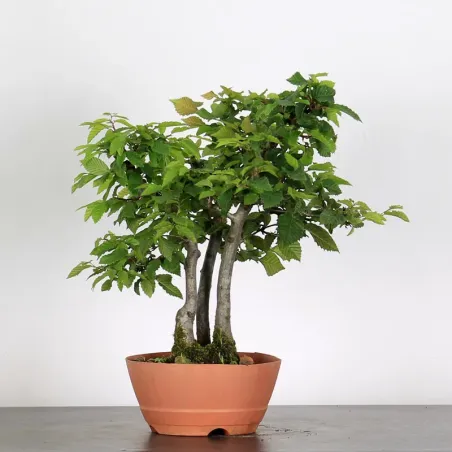 PREBONSAI FOREST HORNBEAM "CARPINUS" N°12