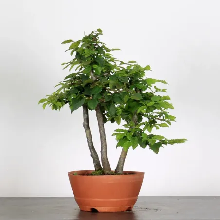 PREBONSAI FORÊT CHARME "CARPINUS" N°13
