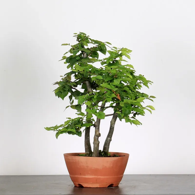 image supplémentaire - PREBONSAI FORÊT CHARME...
