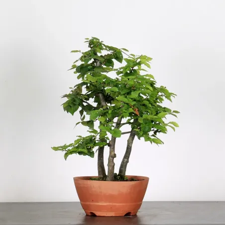 image supplémentaire - PREBONSAI FORÊT CHARME...