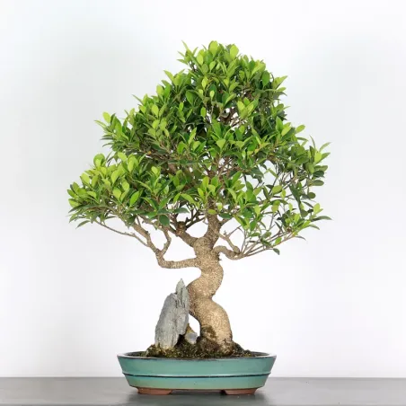 FICUS NITIDA FIN-1-1