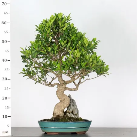 image supplémentaire - FICUS NITIDA FIN-1-1