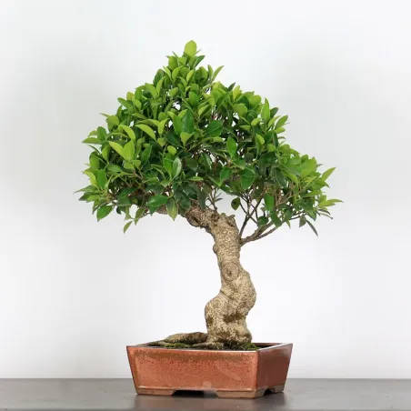 FICUS NITIDA FIN-1-2