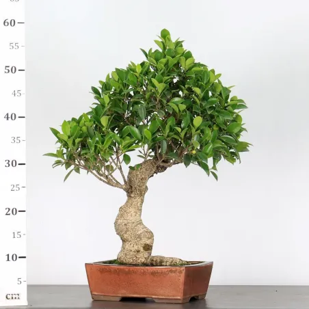 image supplémentaire - FICUS NITIDA FIN-1-2