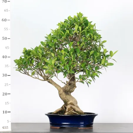 image supplémentaire - FICUS NITIDA FIN-1-3