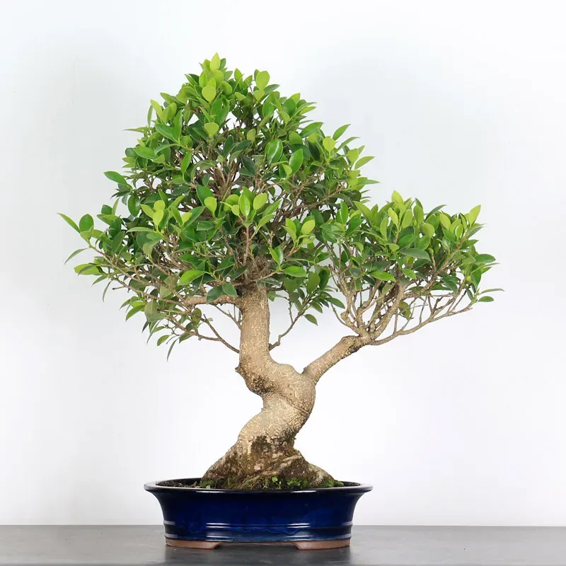 FICUS NITIDA 1-3