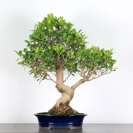 FICUS NITIDA FIN-1-3