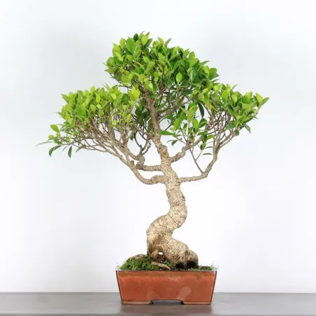 FICUS NITIDA 1-4