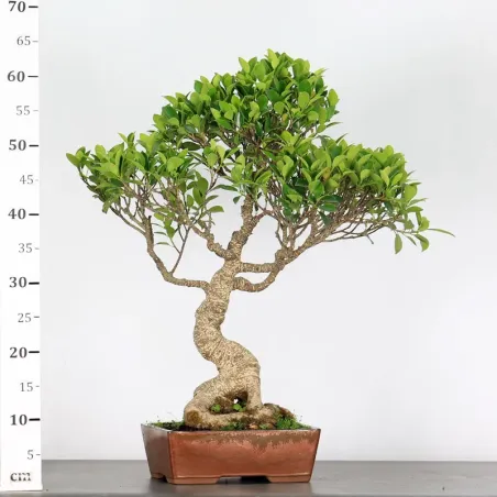 image supplémentaire - FICUS NITIDA 1-4