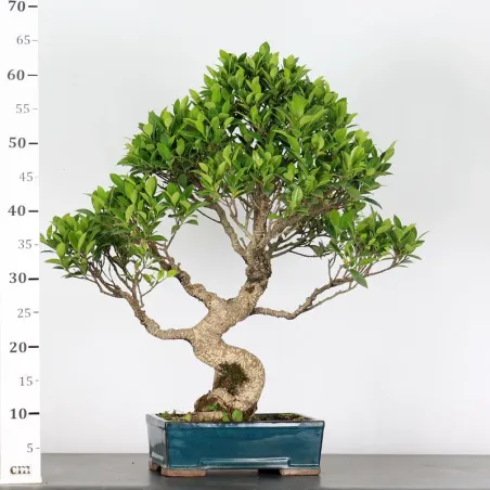 image supplémentaire - FICUS NITIDA FIN-1-5
