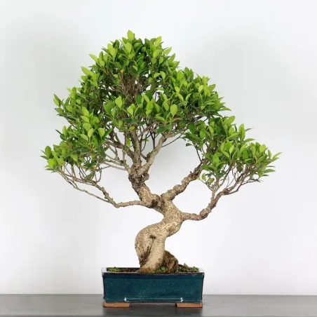 FICUS NITIDA FIN-1-5
