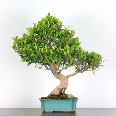 FICUS NITIDA FIN-1-6
