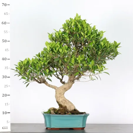 image supplémentaire - FICUS NITIDA FIN-1-6