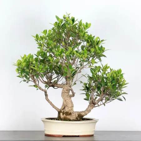 FICUS NITIDA FIN-1-7