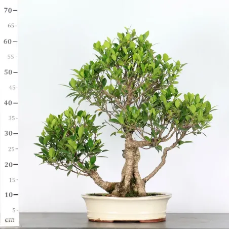 image supplémentaire - FICUS NITIDA FIN-1-7