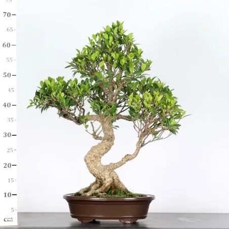 image supplémentaire - FICUS NITIDA FIN-1-8
