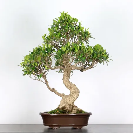 FICUS NITIDA FIN-1-8