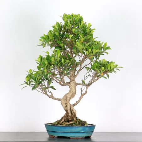 FICUS NITIDA FIN-1-9