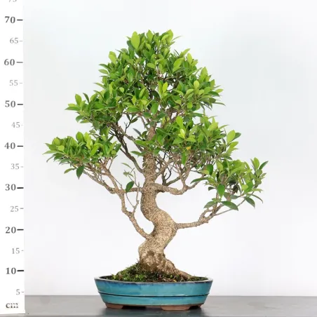 image supplémentaire - FICUS NITIDA FIN-1-9
