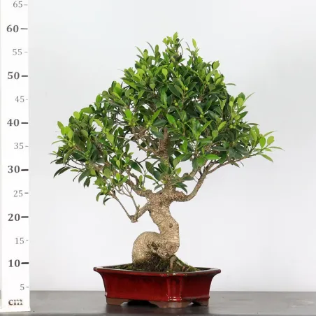 image supplémentaire - FICUS NITIDA FIN 1-10