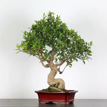 FICUS NITIDA FIN 1-10