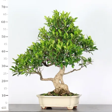 image supplémentaire - FICUS NITIDA 2-1