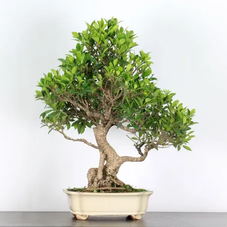 FICUS NITIDA 2-1