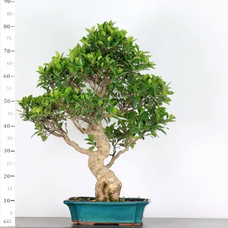 image supplémentaire - FICUS NITIDA 2-2