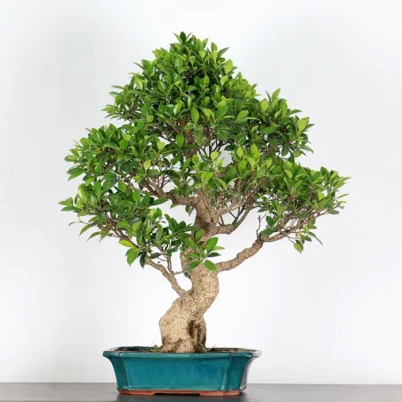 FICUS NITIDA 2-2
