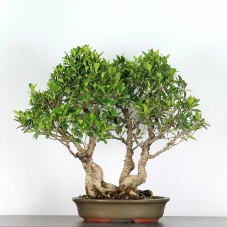 FICUS NITIDA FORET 2-3