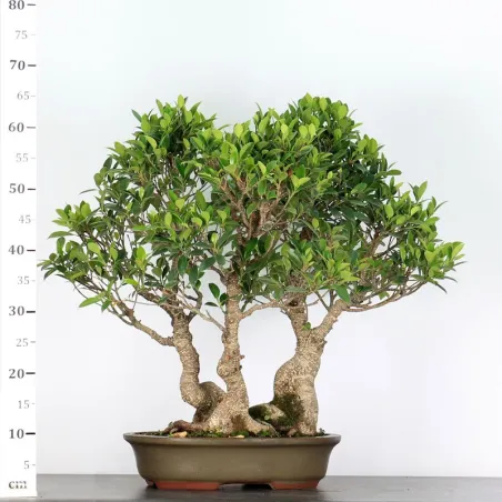 image supplémentaire - FICUS NITIDA FOREST FIN 2-3