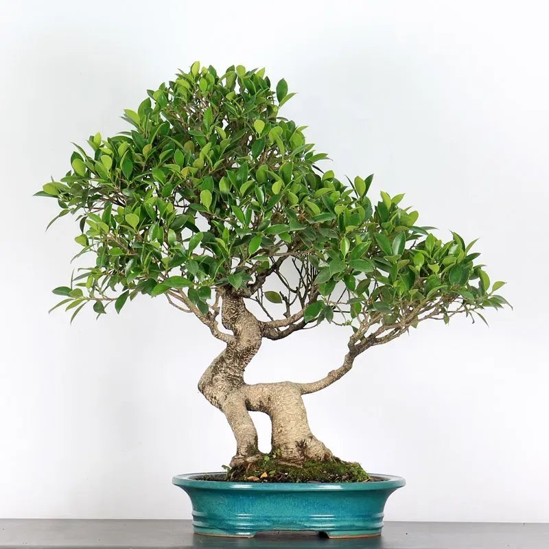 FICUS NITIDA FIN 2-4