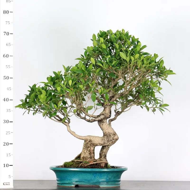 image supplémentaire - FICUS NITIDA FIN 2-4