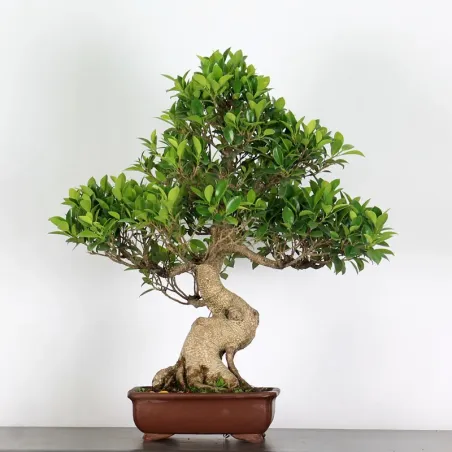 FICUS NITIDA FIN-2-5