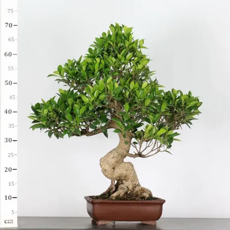 image supplémentaire - FICUS NITIDA FIN-2-5