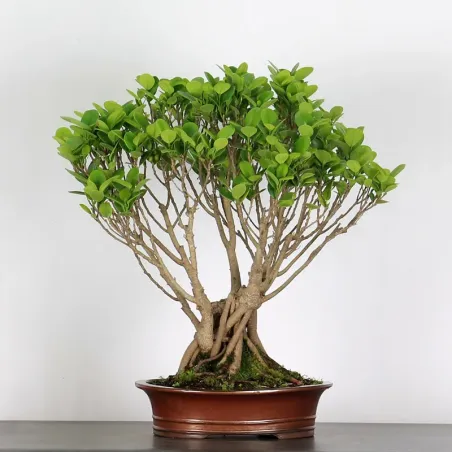FICUS MICROCARPA GINSENG 2-6
