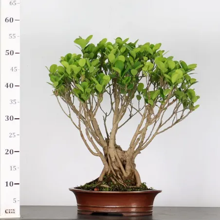 image supplémentaire - FICUS MICROCARPA GINSENG 2-6
