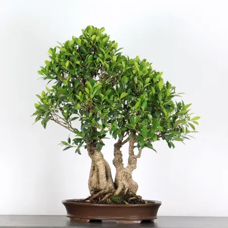 FICUS NITIDA FIN 2-7