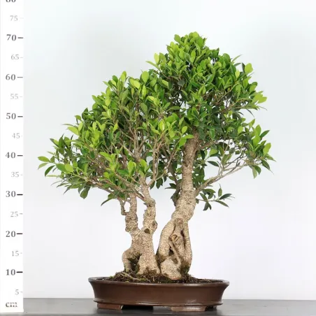 image supplémentaire - FICUS NITIDA FIN 2-7